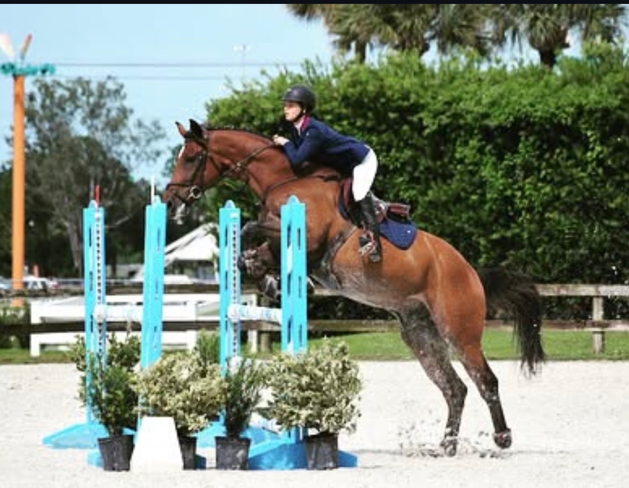 Hunter/Jumper Coaching