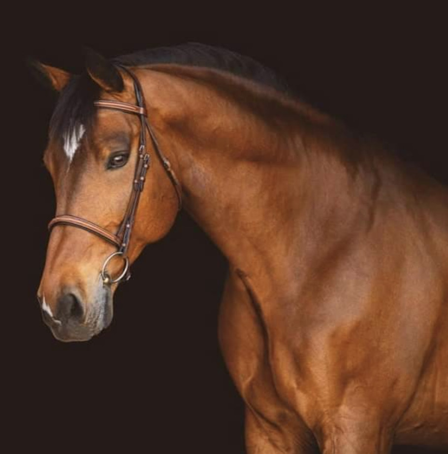 Horse Training